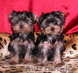 2 йоркширских щенков для продажи,.,.,,,,,,,,.... - Изображение #1, Объявление #68436