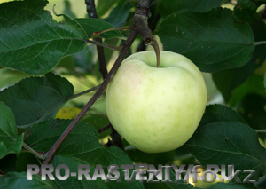 белый налив, летний сладкий сорт  - Изображение #1, Объявление #691893