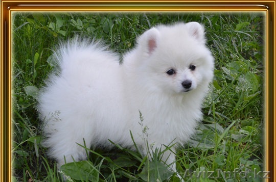 милые Поморское щенки - Изображение #1, Объявление #1192153