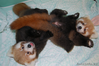 Красная панда для продажи хорошей цене. - Изображение #1, Объявление #277606