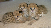 Сервал, Саванна, оцелот, Маргей, гепарда и бенгальские котята на продажу - Изображение #2, Объявление #275144