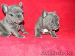 :очаровательны Синий французский продаются щенки - Изображение #1, Объявление #900034