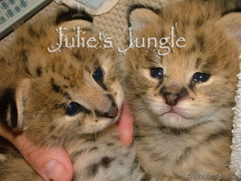 Сервал, Саванна, оцелот, Маргей, гепарда и бенгальские котята на продажу - Изображение #1, Объявление #275144