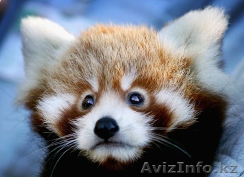 Красная панда для продажи хорошей цене. - Изображение #2, Объявление #277606
